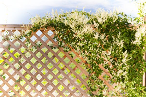 Lattice Repair in Lake Zurich