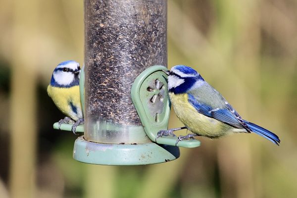 Bird Feeder Mounting Service in Lake Zurich